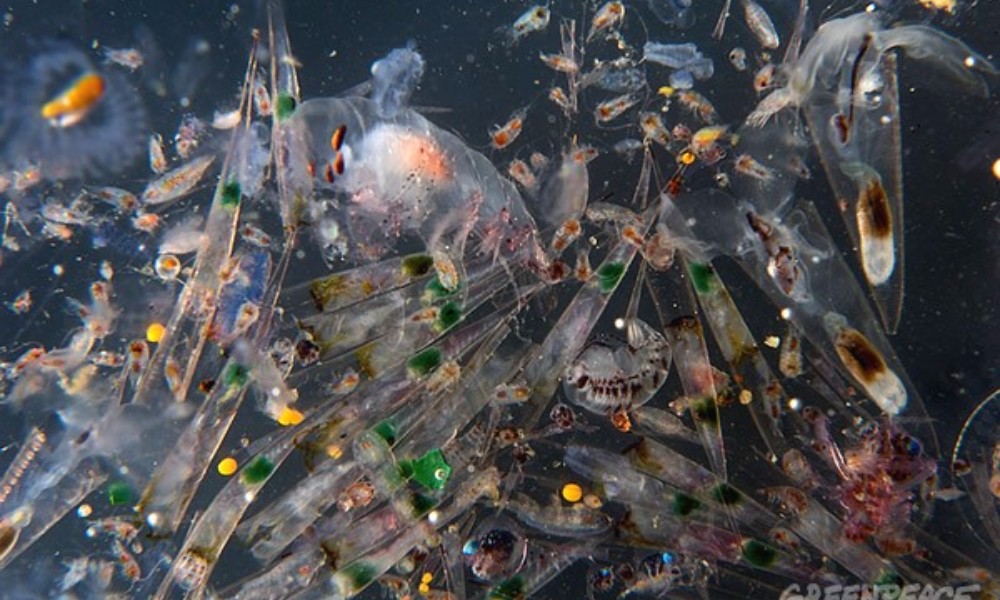 OP-ED: Plastic Waste Turning Seas Toxic