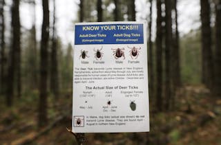 Thriving Ticks