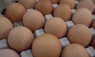 egg