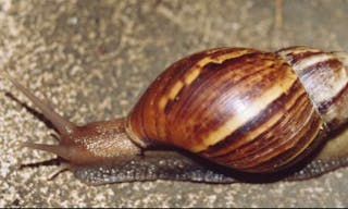 Achatina_fulica_Thailand