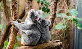 koala-1259681_1280