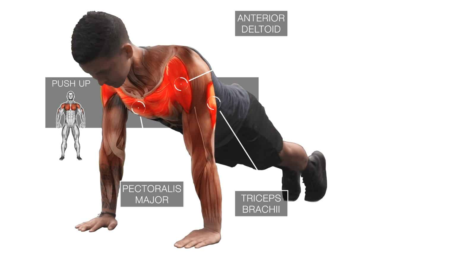 Push Up Muscles Worked image.