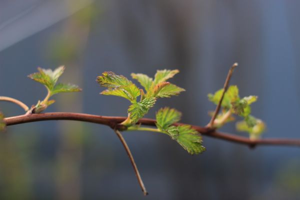 blad,träd,vår,skjuta,löv,gren