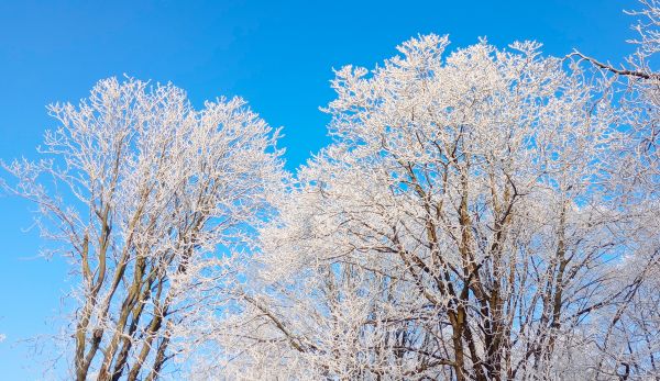 天空,冬季,雪,树,枝条,白色