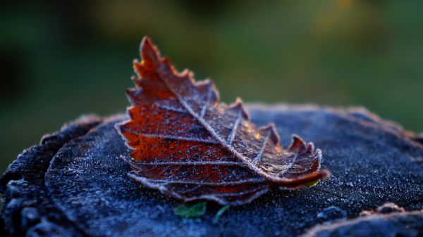 blad,vorst,herfst,Terrestrische planten,takje,hout