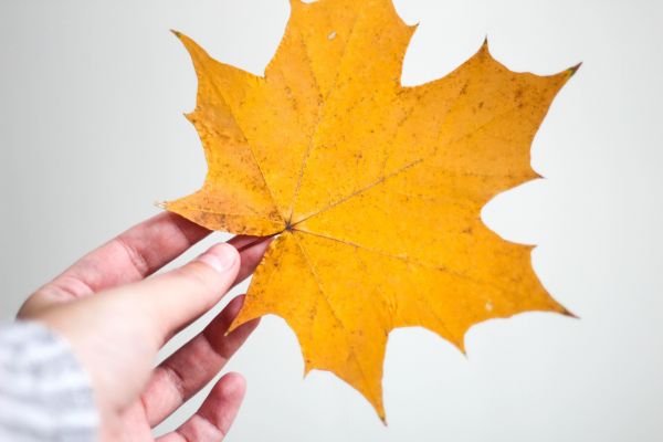 fabriek,takje,herfst,herfstbladeren,herfststemming,humeur