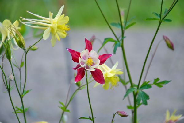 anlegg,blomst,blomster,blomst,nedslagsfelt,Aquilegia