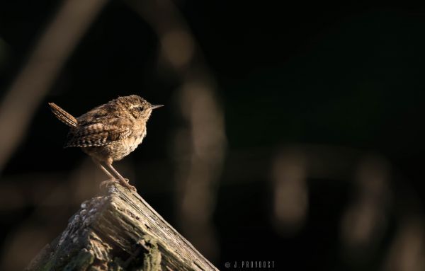 pták,Příroda,fauna,hnědý,temný,Krásná