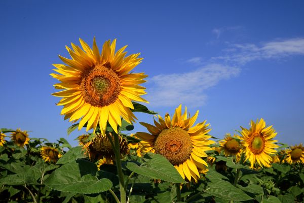 zomer,zonnebloem,bloemen,zon,olie-,delicaat