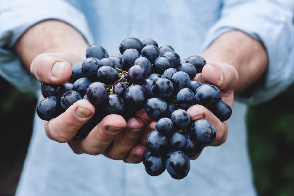 plante,fruit,baie,main,la personne,grain de raisin