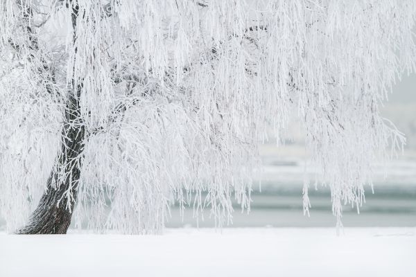 landskap,träd,vatten,natur,skog,gren