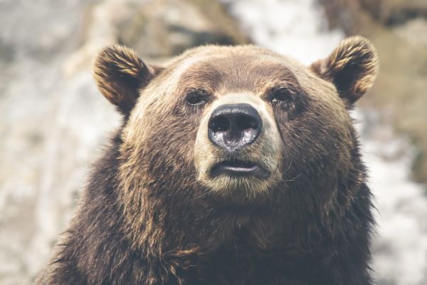 zvíře,zvěř a rostlinstvo,divoký,savec,medvěd,grizzly