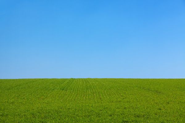 landskap,natur,gräs,horisont,växt,utomhus-