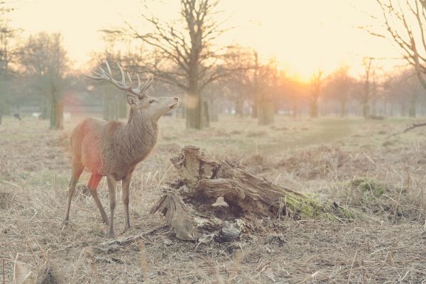 boom,prairie,dier,wildlife,hert,licht