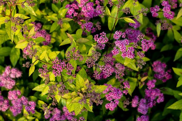 växt,gren,blomma,blad,blomma,buske