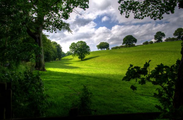 landskap,träd,natur,skog,gräs,ljus