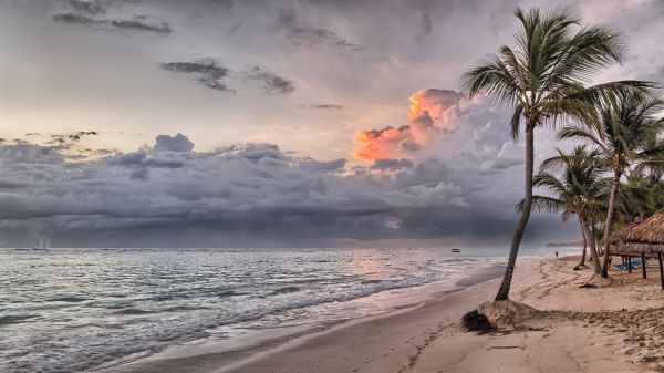 hav,kust,träd,vatten,strand,sand