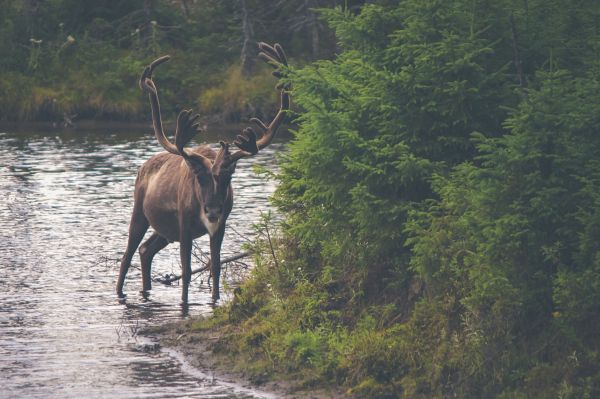 natuur,dier,wildlife,wildernis,wild,hert