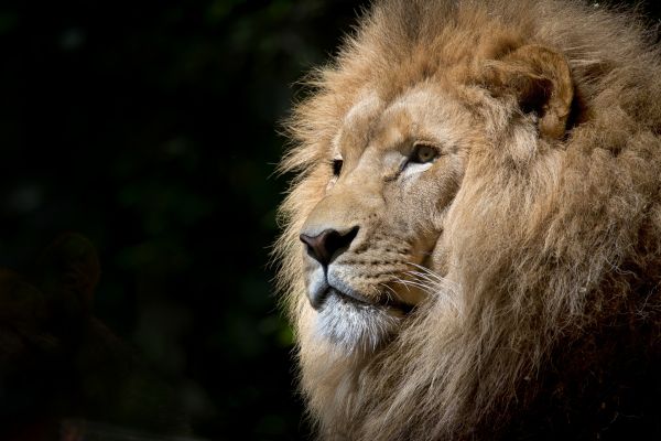 zvíře,zvěř a rostlinstvo,divoký,zoologická zahrada,portrét,Afrika