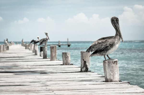 плаж,море,крайбрежие,птица,бряг,пеликан