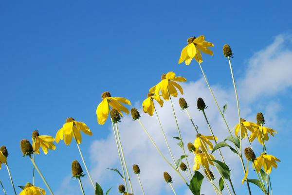 natur,blomma,växt,himmel,fält,äng