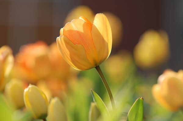 bloesem,fabriek,bloem,bloemblad,zonlicht,zomer