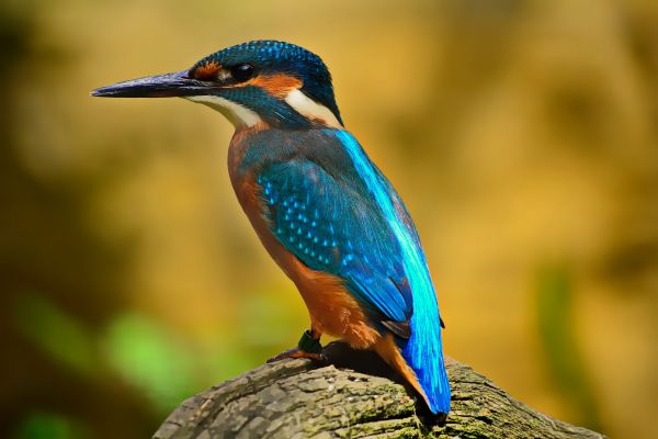 natuur,vogel,wildlife,bek,vleugel,blauw