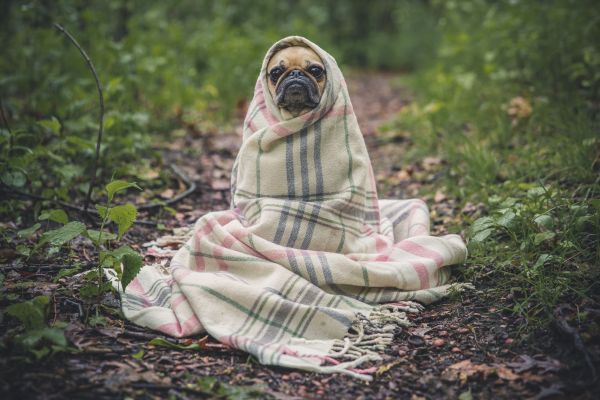 köpek yavrusu,köpek,hayvan,Ilık, hafif sıcak,Yaprak,çiçek