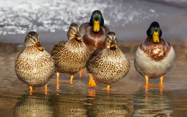 fågel,vilda djur och växter,näbb,fauna,vild,fjäderfän