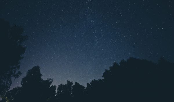 tree,silhouette,sky,night,star,milky way