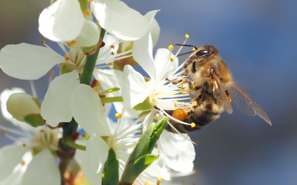 natuur,tak,bloesem,fabriek,fotografie,bloem