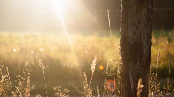 träd,natur,skog,gräs,ljus,gren