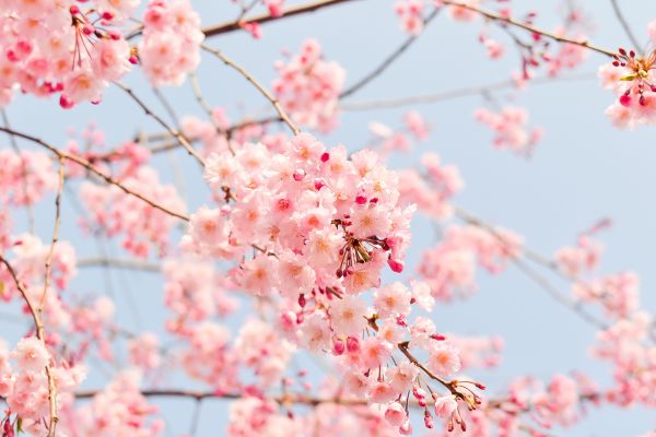 tak,bloesem,fabriek,bloem,bloemblad,de lente