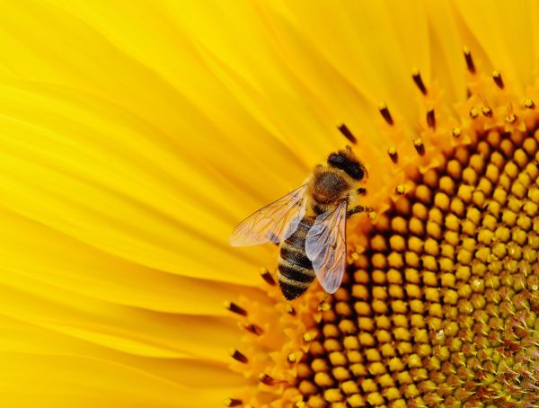 natuur,bloesem,fabriek,fotografie,bloem,zon