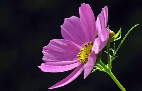 Natur,blühen,Pflanze,Fotografie,Blume,Blütenblatt