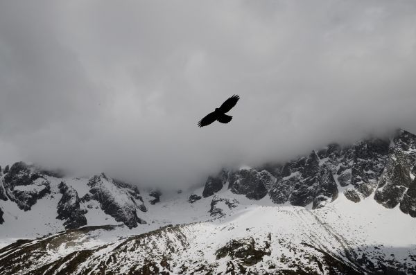 Berg,snö,vinter-,fågel,bergskedja,flyg