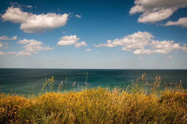 Strand,landskap,hav,kyst,natur,gress