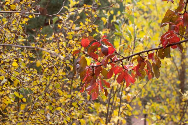 arbre, la nature, branche, fleur, plante, fruit