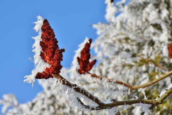 boom,natuur,tak,bloesem,sneeuw,koude