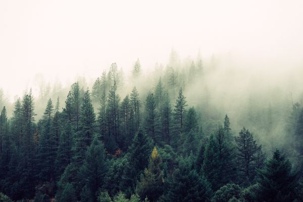 arbre,la nature,forêt,région sauvage,branche,Montagne