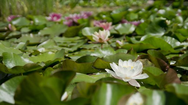 vann,natur,blomstre,anlegg,hvit,blad