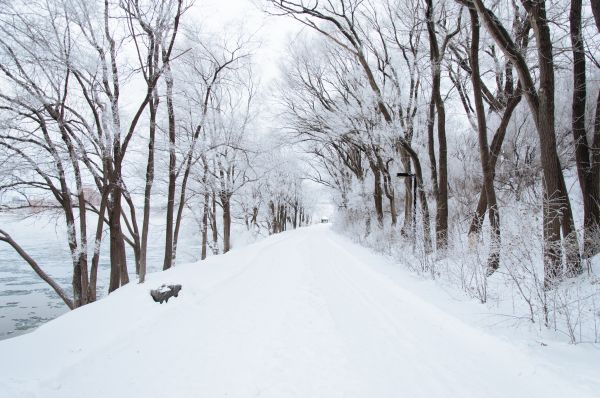 boom,sneeuw,winter,wit,weer,bedekt