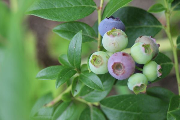 växt,frukt,bär,träd,gren,blomma