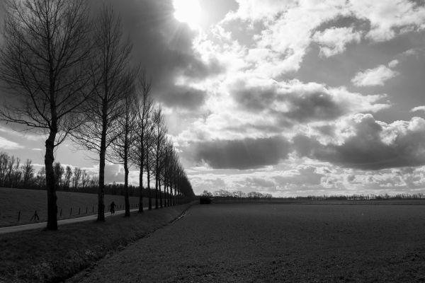 Baum, Natur, Horizont, Licht, Wolke, draussen