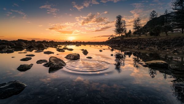 landschap,zee,kust,boom,water,Bos