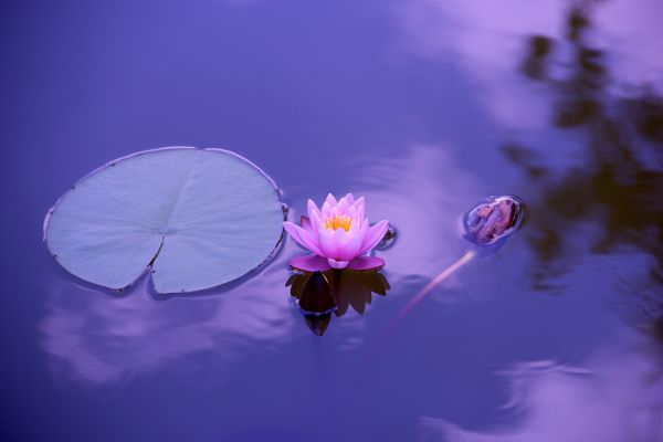 water,natuur,bloesem,fabriek,hemel,fotografie