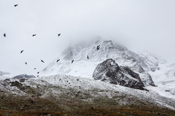 vinter-,fågel,Berg,snö,dimma,äventyr