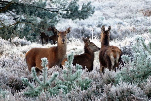 puu,luonto,metsä,lumi,talvi-,söpö