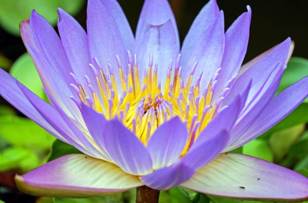 blomstre,anlegg,blomst,lilla,petal,fotografering