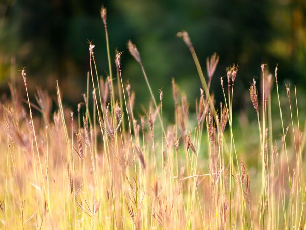 natur,gräs,växt,fält,äng,gräsmatta